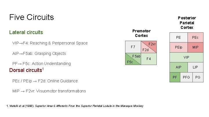 Five Circuits Lateral circuits VIP→F 4: Reaching & Peripersonal Space AIP→F 5 ab: Grasping