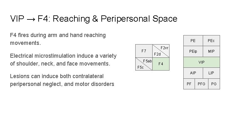 VIP → F 4: Reaching & Peripersonal Space F 4 fires during arm and