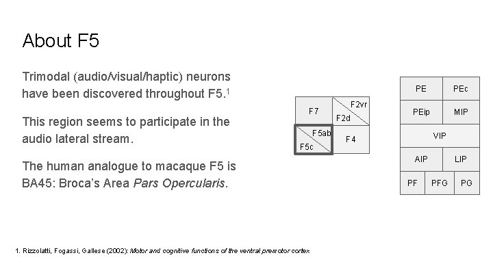 About F 5 Trimodal (audio/visual/haptic) neurons have been discovered throughout F 5. 1 This