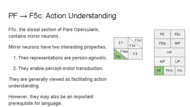 PF → F 5 c: Action Understanding F 5 c, the dorsal section of