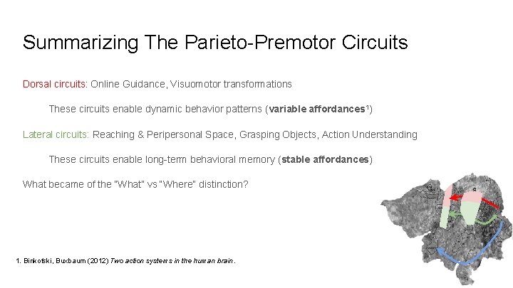 Summarizing The Parieto-Premotor Circuits Dorsal circuits: Online Guidance, Visuomotor transformations These circuits enable dynamic