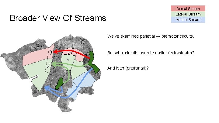 Dorsal Stream Lateral Stream Broader View Of Streams Ventral Stream PMd We’ve examined parietial