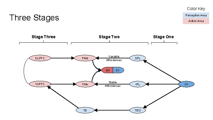 Color Key Three Stages Perception Area Action Area Stage Two Stage Three DLPFC PMd