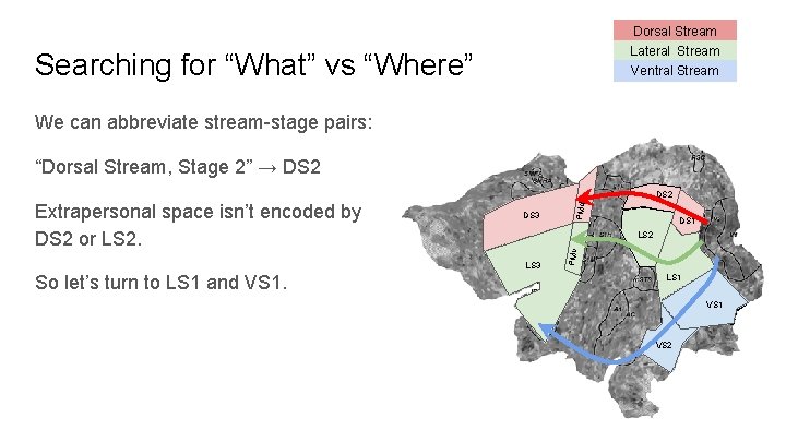 Dorsal Stream Lateral Stream Searching for “What” vs “Where” Ventral Stream We can abbreviate