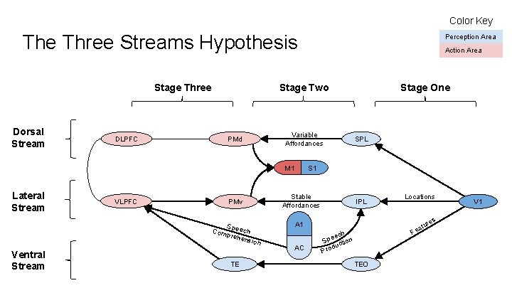 Color Key The Three Streams Hypothesis DLPFC PMd Variable Affordances M 1 Lateral Stream