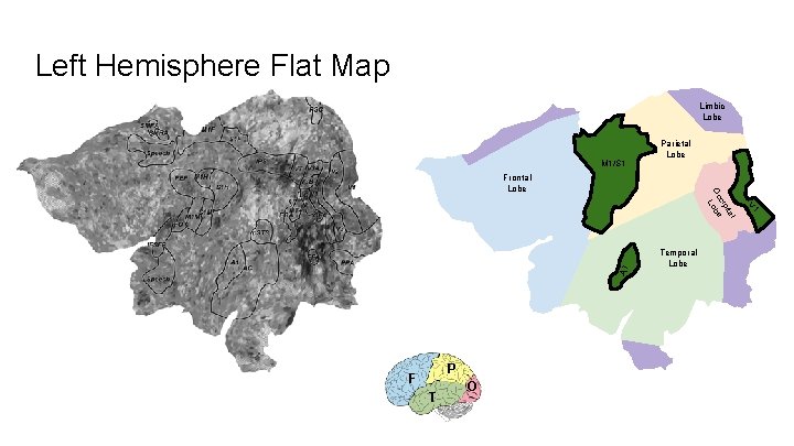 Left Hemisphere Flat Map Limbic Lobe Parietal M 1/S 1 Frontal A 1 P