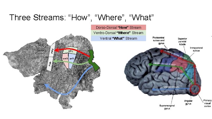 Three Streams: “How”, “Where”, “What” Dorso-Dorsal “How” Stream Ventro-Dorsal “Where” Stream PMd Ventral “What”