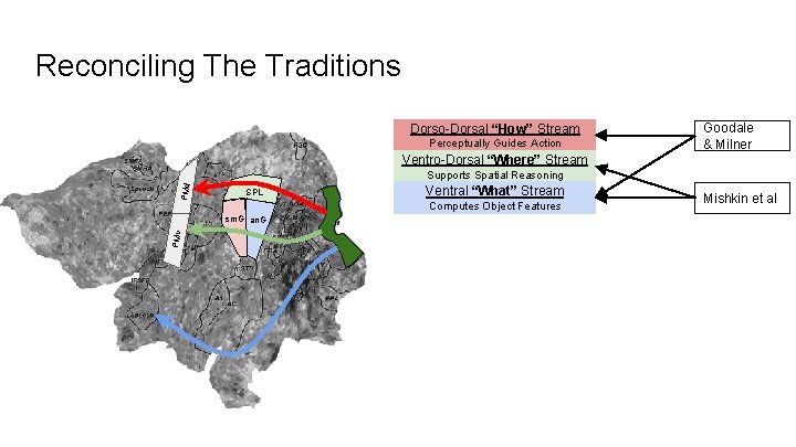 Reconciling The Traditions Dorso-Dorsal “How” Stream Perceptually Guides Action Goodale & Milner Ventro-Dorsal “Where”