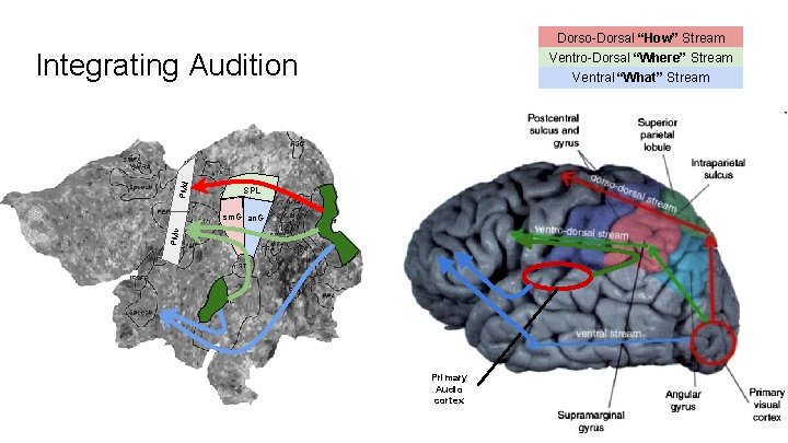 Dorso-Dorsal “How” Stream PMd Integrating Audition Ventro-Dorsal “Where” Stream Ventral “What” Stream SPL PMv