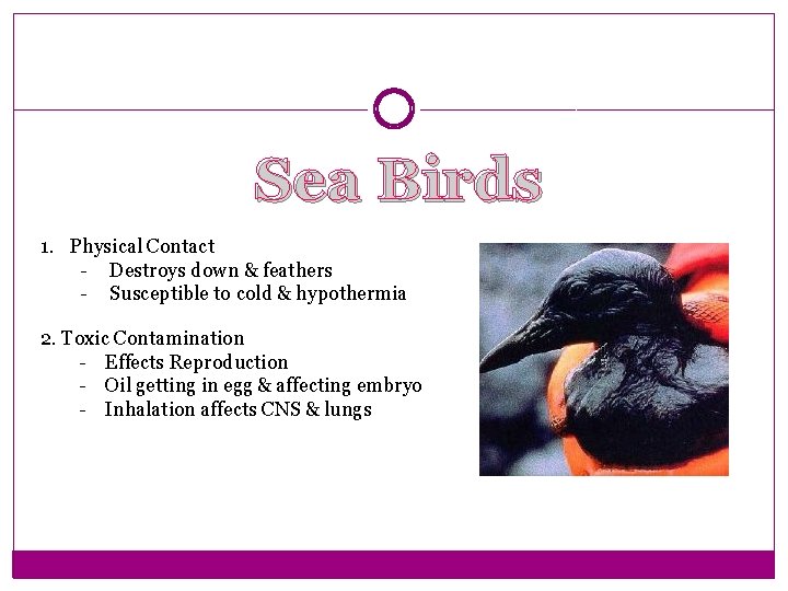 Sea Birds 1. Physical Contact - Destroys down & feathers - Susceptible to cold