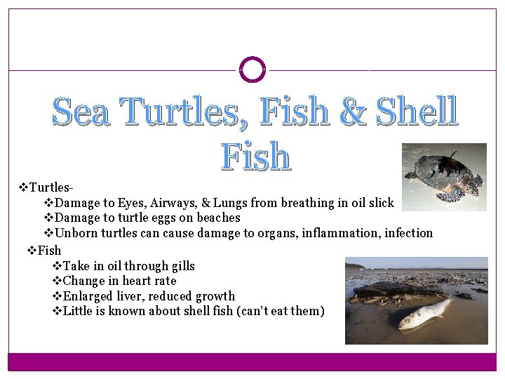 Sea Turtles, Fish & Shell Fish v. Turtlesv. Damage to Eyes, Airways, & Lungs