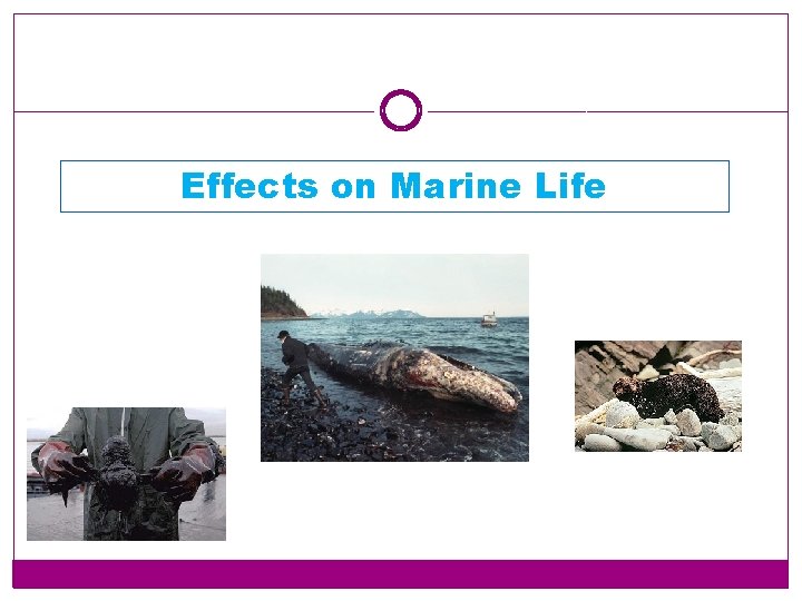 Effects on Marine Life 