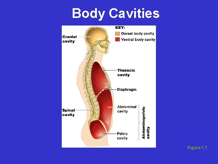 Body Cavities Figure 1. 7 