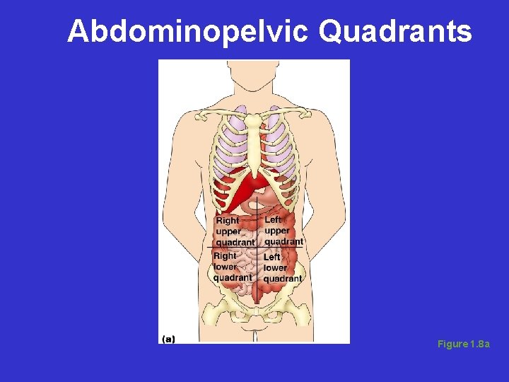 Abdominopelvic Quadrants Figure 1. 8 a 