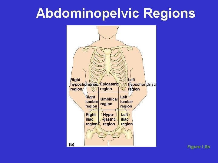 Abdominopelvic Regions Figure 1. 8 b 