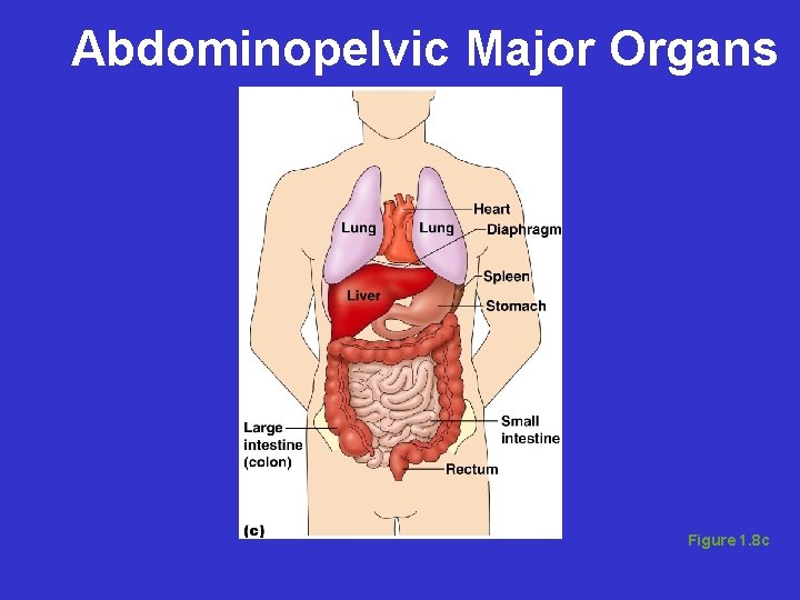 Abdominopelvic Major Organs Figure 1. 8 c 