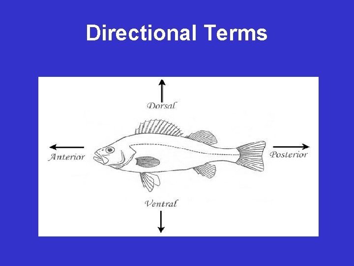 Directional Terms 