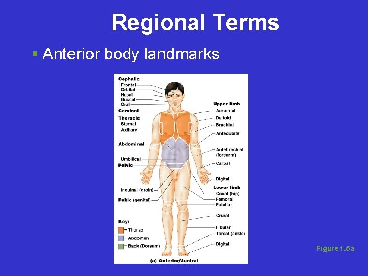 Regional Terms Anterior body landmarks Figure 1. 5 a 