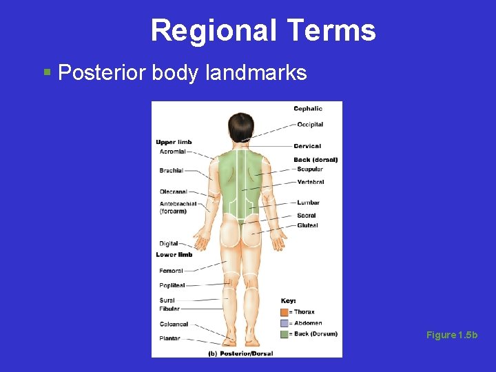Regional Terms Posterior body landmarks Figure 1. 5 b 