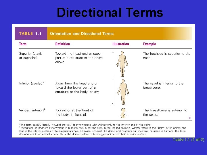 Directional Terms Table 1. 1 (1 of 3) 