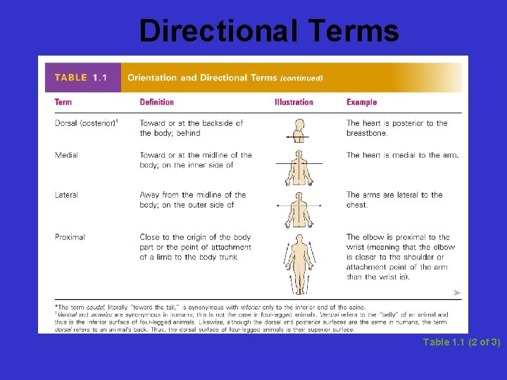 Directional Terms Table 1. 1 (2 of 3) 