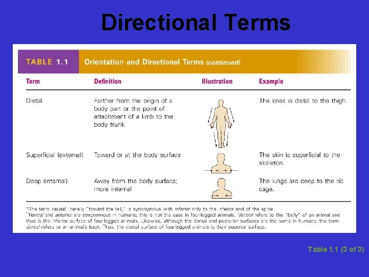 Directional Terms Table 1. 1 (3 of 3) 
