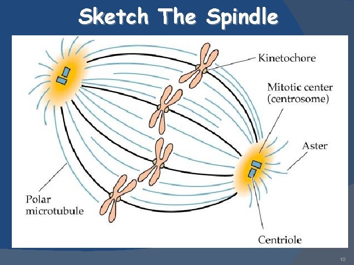 Sketch The Spindle 10 