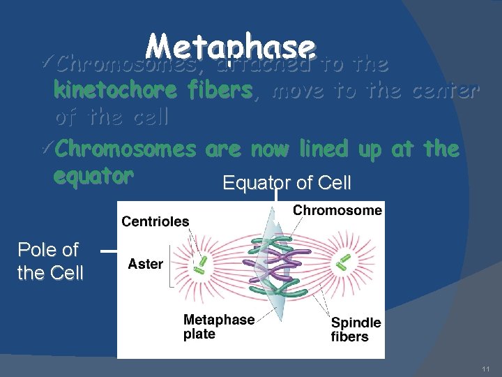 Metaphase üChromosomes, attached to the kinetochore fibers, move to the center of the cell