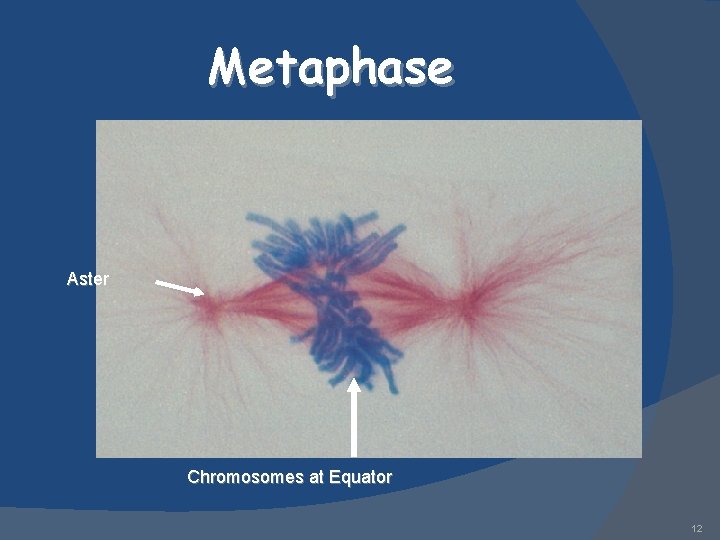 Metaphase Aster Chromosomes at Equator 12 