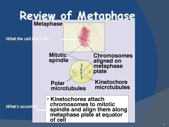 Review of Metaphase What the cell looks like What’s occurring 13 
