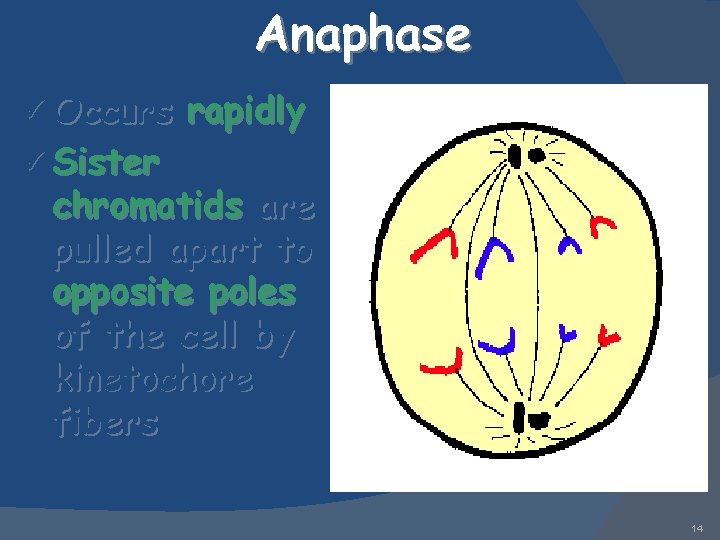 Anaphase ü Occurs ü Sister rapidly chromatids are pulled apart to opposite poles of