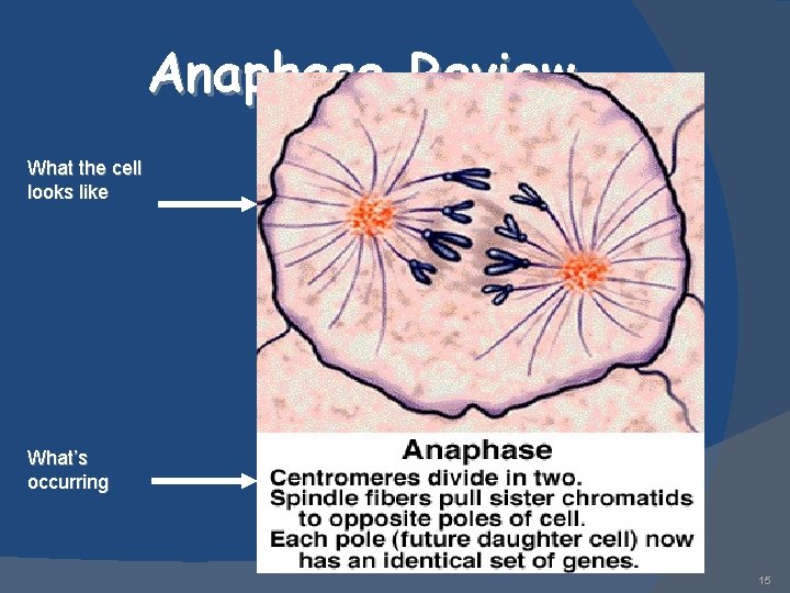 Anaphase Review What the cell looks like What’s occurring 15 