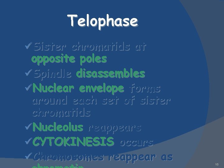 Telophase üSister chromatids at opposite poles üSpindle disassembles üNuclear envelope forms around each set