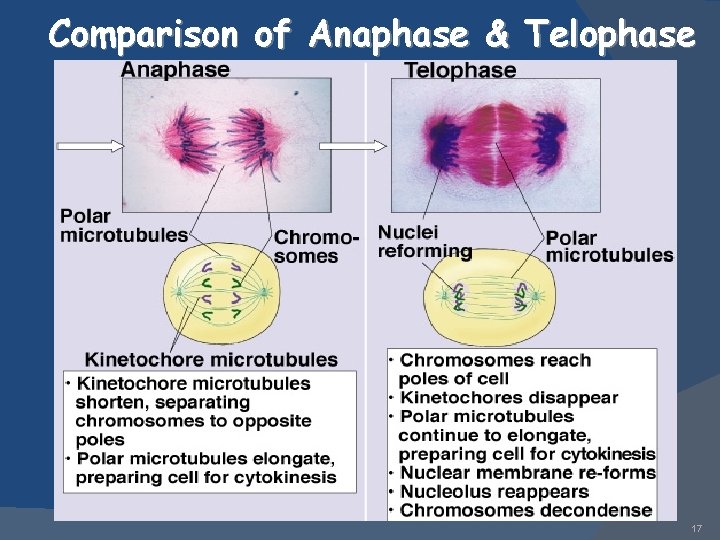 Comparison of Anaphase & Telophase 17 