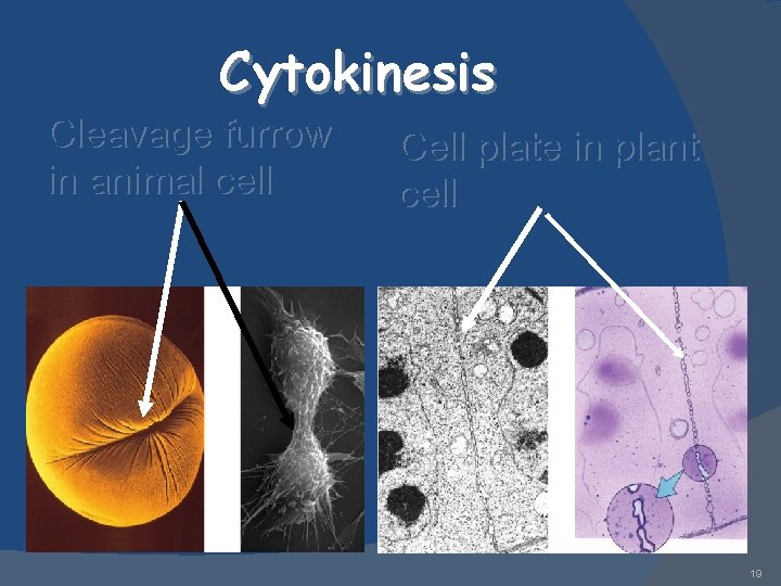 Cytokinesis Cleavage furrow in animal cell Cell plate in plant cell 19 