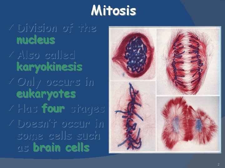 ü Division Mitosis of the nucleus ü Also called karyokinesis ü Only occurs in