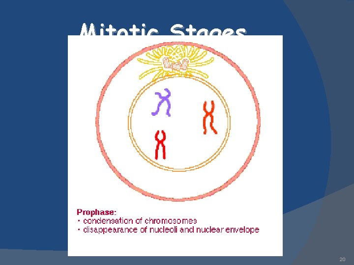 Mitotic Stages 20 