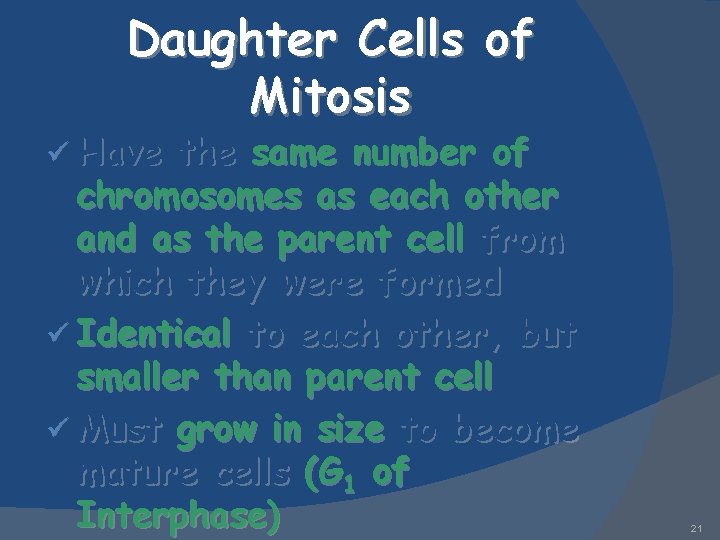 Daughter Cells of Mitosis ü Have the same number of chromosomes as each other