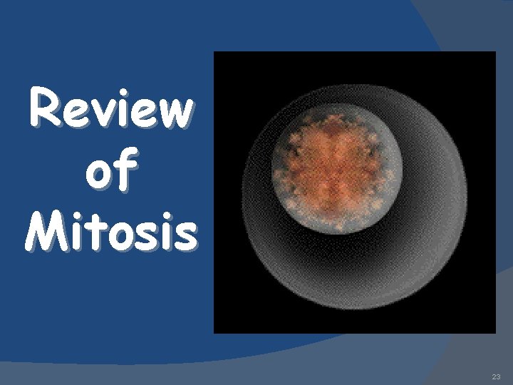 Review of Mitosis 23 