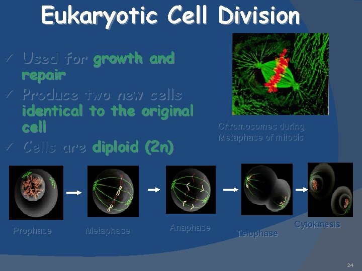 Eukaryotic Cell Division Used for growth and repair ü Produce two new cells identical