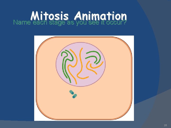 Mitosis Animation Name each stage as you see it occur? 25 