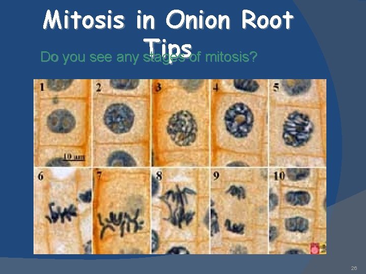 Mitosis in Onion Root Tipsof mitosis? Do you see any stages 26 