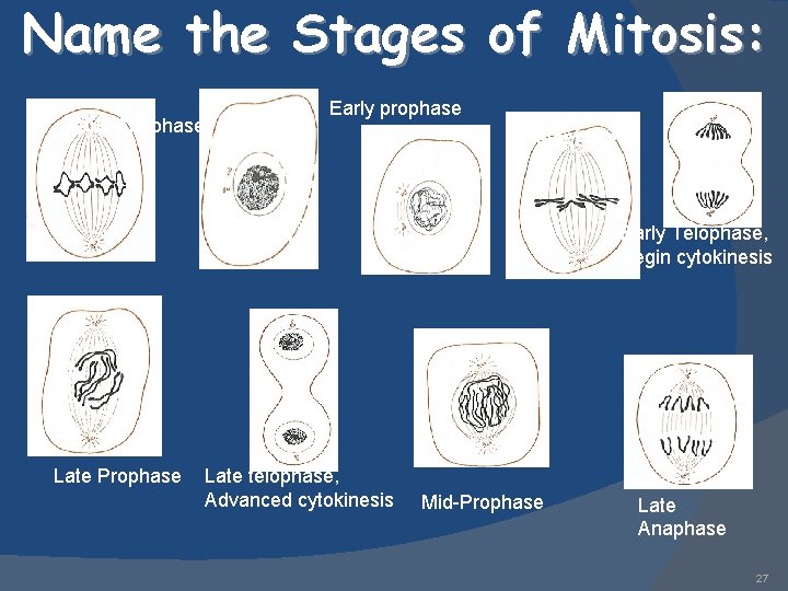 Name the Stages of Mitosis: Early prophase Early Anaphase Metaphase Interphase Late Prophase Late