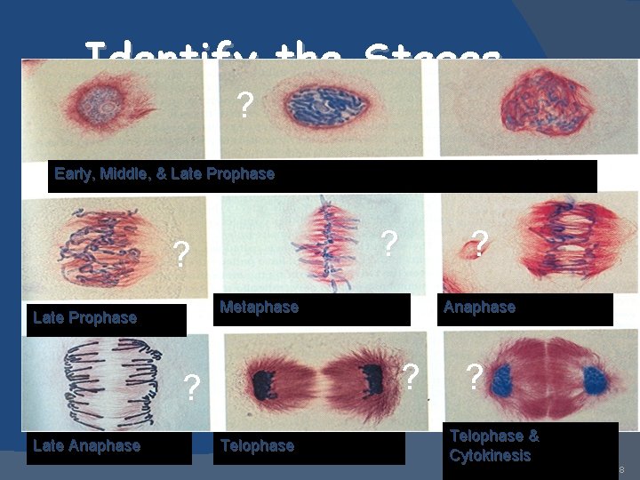 Identify the Stages ? Early, Middle, & Late Prophase ? ? Metaphase Late Prophase