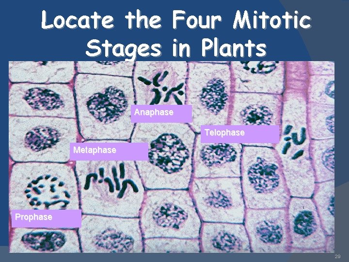 Locate the Four Mitotic Stages in Plants Anaphase Telophase Metaphase Prophase 29 