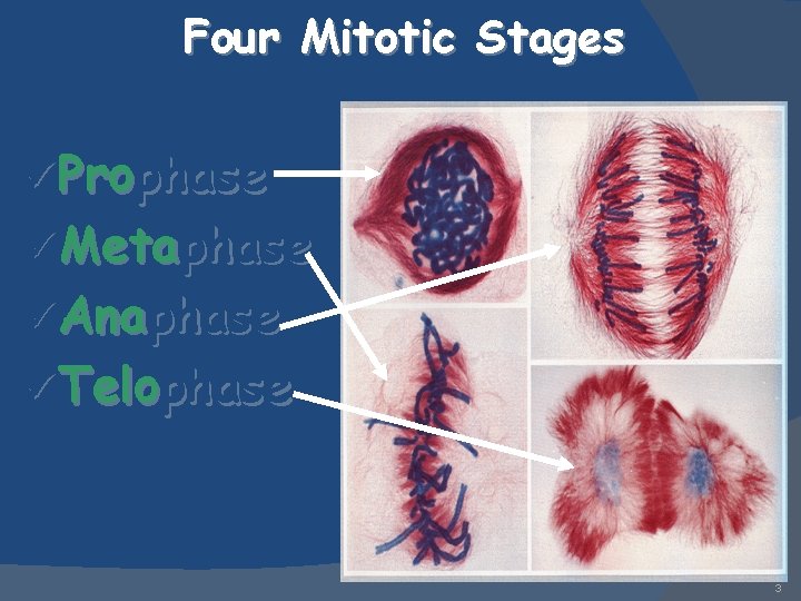 Four Mitotic Stages ü Prophase ü Metaphase ü Anaphase ü Telophase 3 
