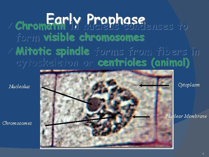 Early Prophase ü Chromatin in nucleus condenses to form visible chromosomes ü Mitotic spindle