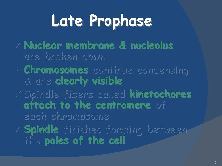 Late Prophase ü Nuclear membrane & nucleolus are broken down ü Chromosomes continue condensing