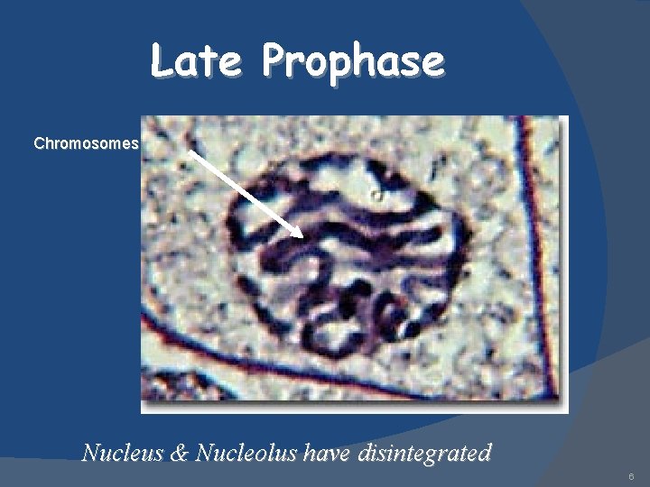 Late Prophase Chromosomes Nucleus & Nucleolus have disintegrated 6 