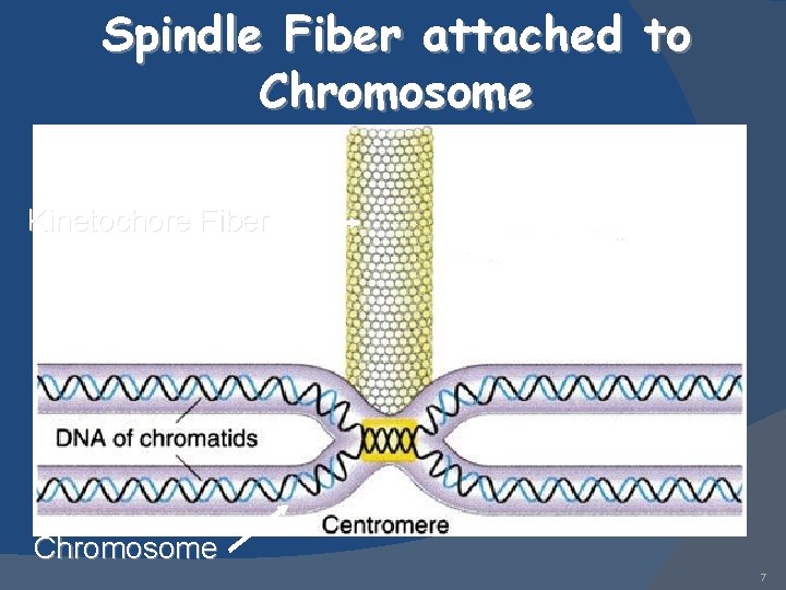 Spindle Fiber attached to Chromosome Kinetochore Fiber Chromosome 7 